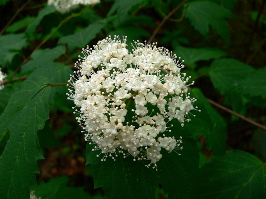 {Viburnum acerifolium}